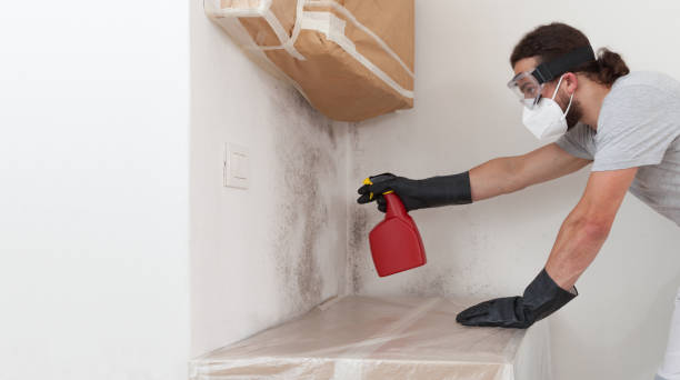 Professional Basement Mold Removal technician working in Bloomingdale, GA