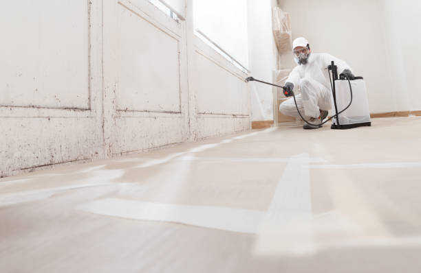 24/7 Emergency Basement Mold Removal experts in Bloomingdale, GA
