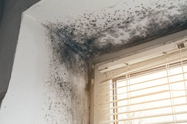 Affordable Basement Mold Removal solutions in Bloomingdale, GA