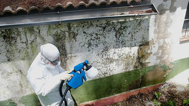 Top rated local Basement Mold Removal specialists in Bloomingdale, GA
